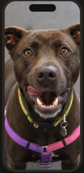 Your dog is licking your screen??